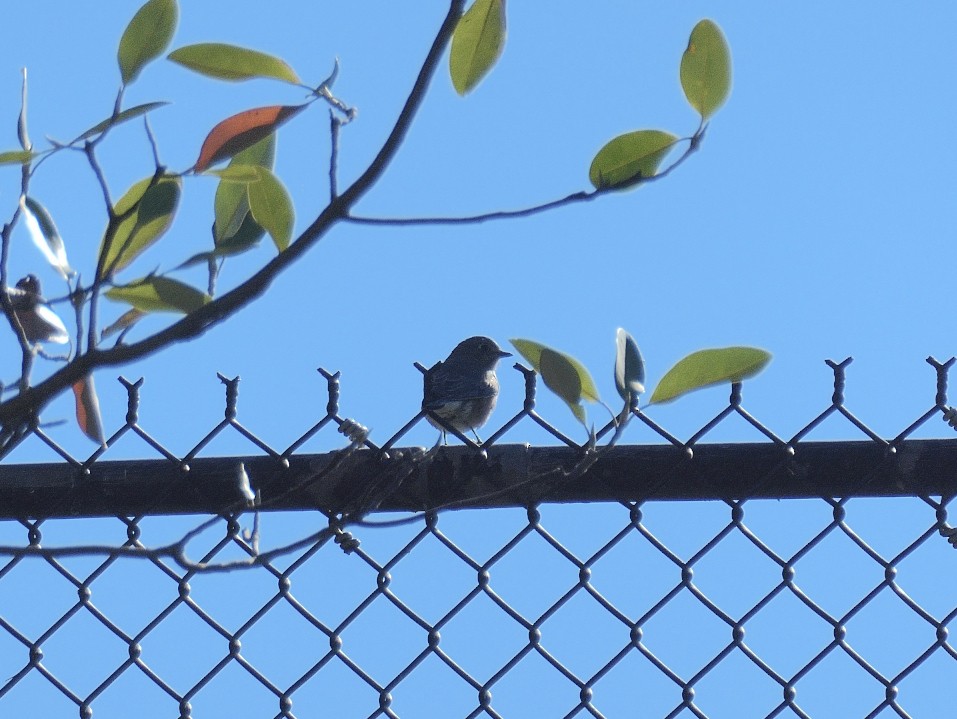 Eastern Bluebird - ML625782524