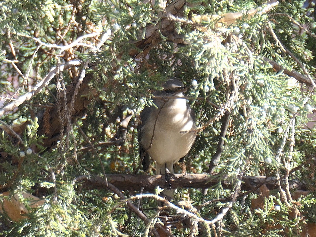 Northern Mockingbird - ML625782527