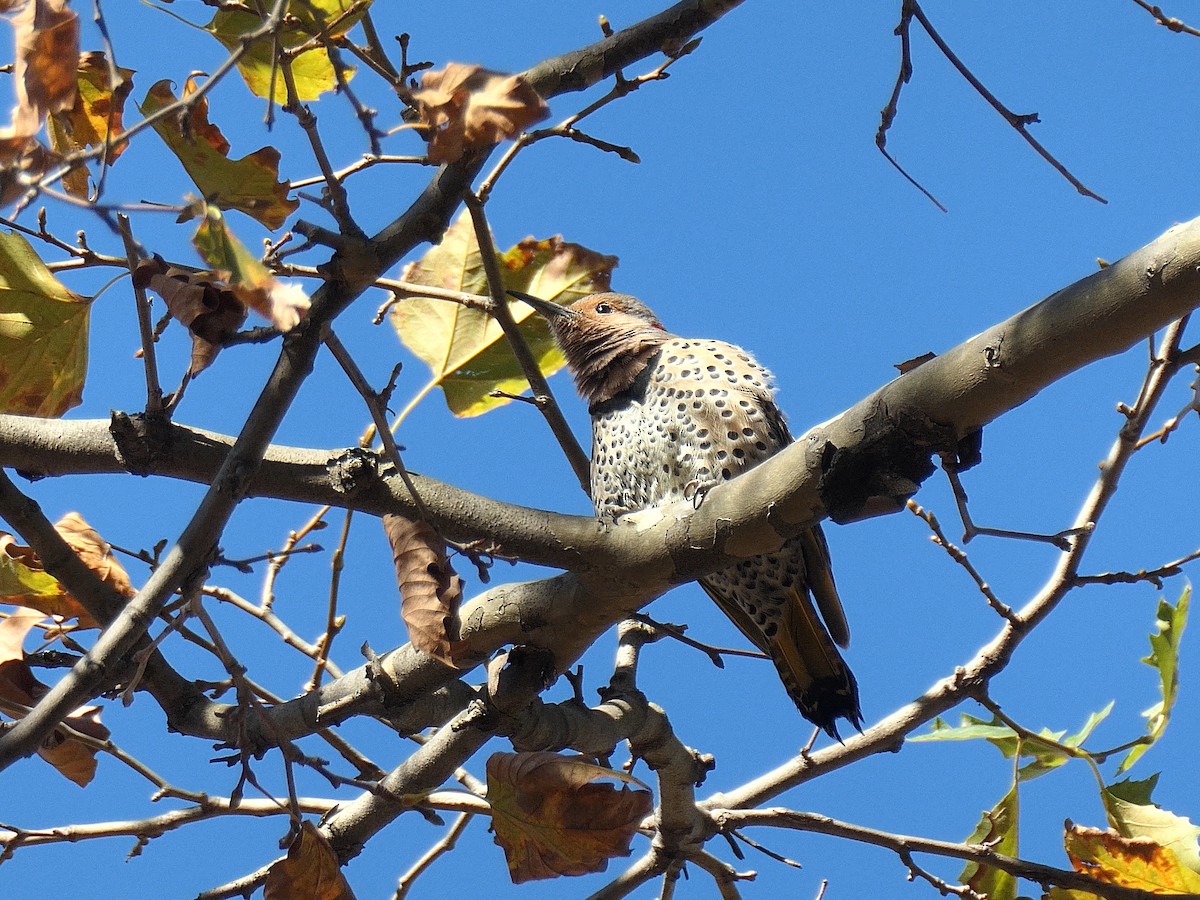 Northern Flicker - ML625782533