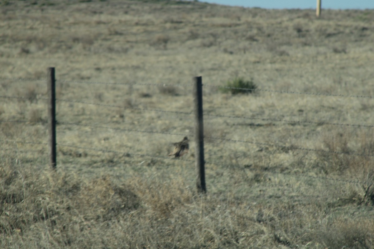 Western Meadowlark - ML625782562