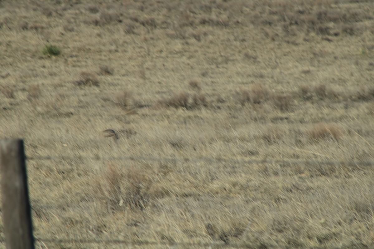 Western Meadowlark - ML625782607