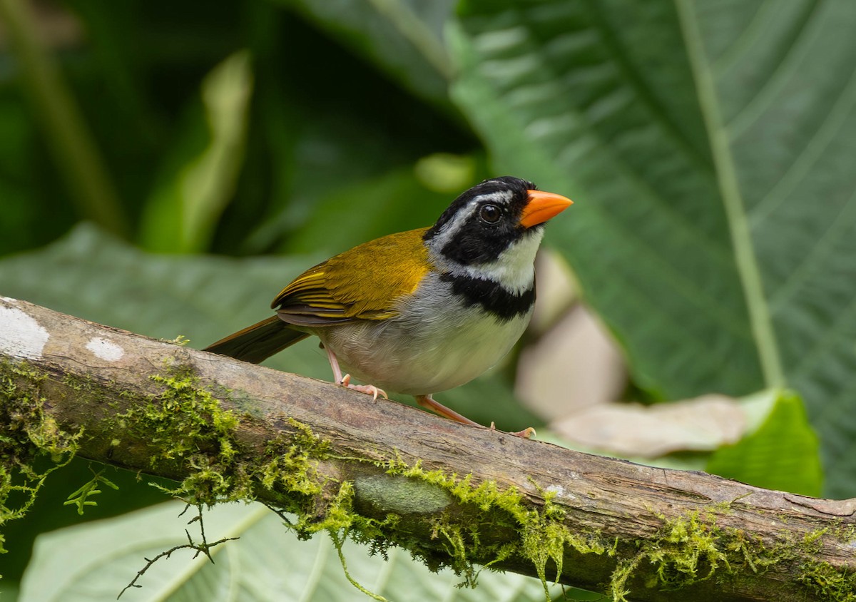 Orange-billed Sparrow - ML625782821