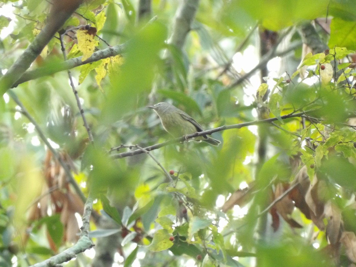 Orange-crowned Warbler - ML625782822