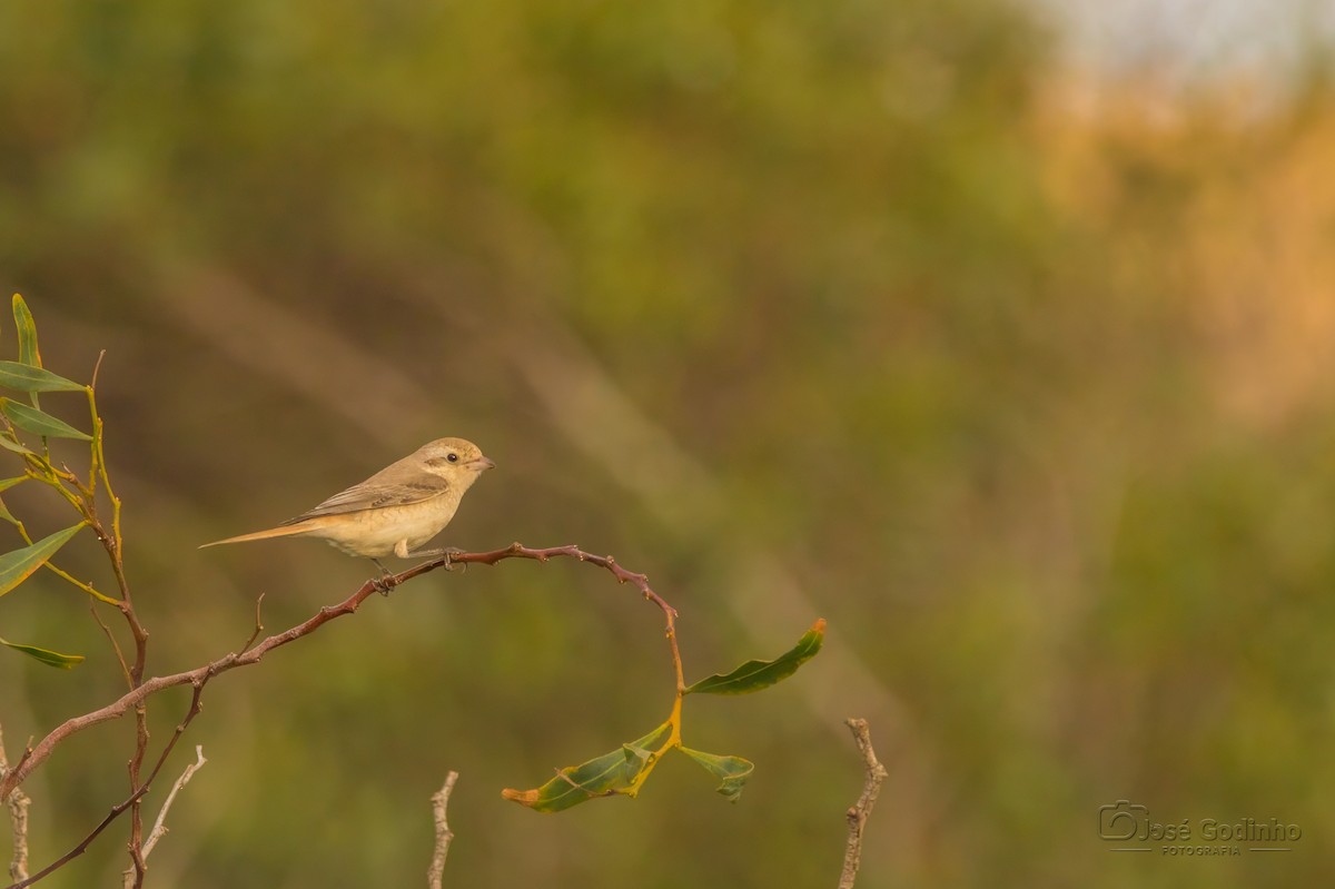 Isabelline Shrike - ML625782918