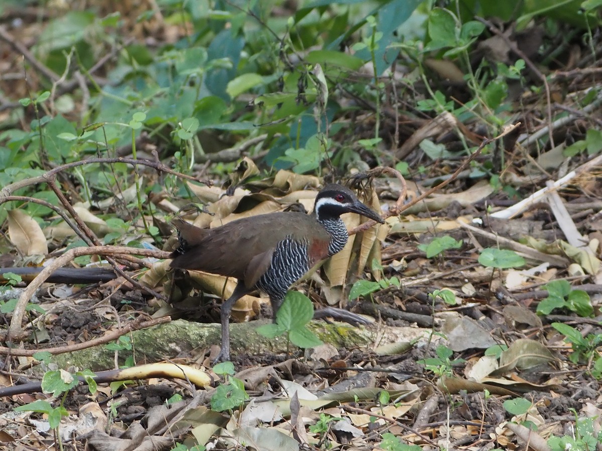 Barred Rail - ML625783085