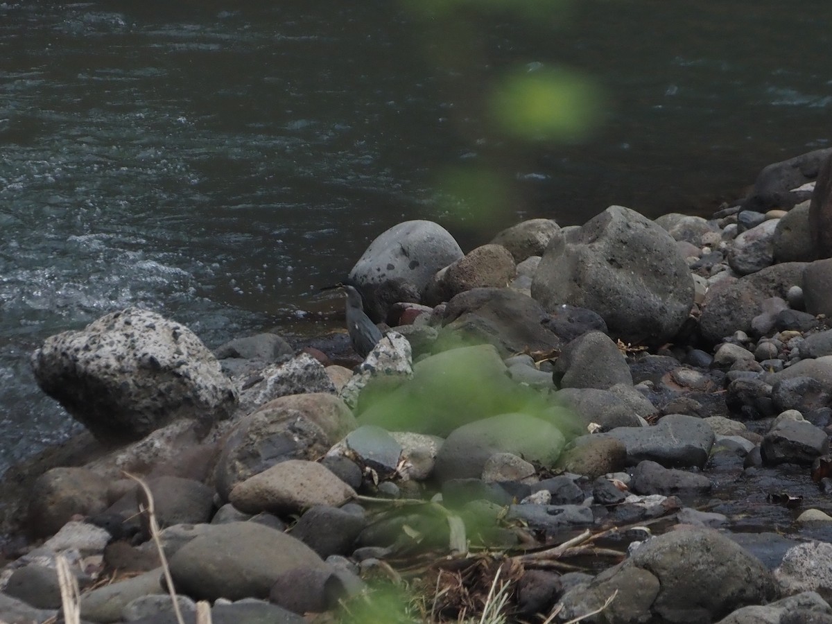 Striated Heron (Old World) - ML625783103