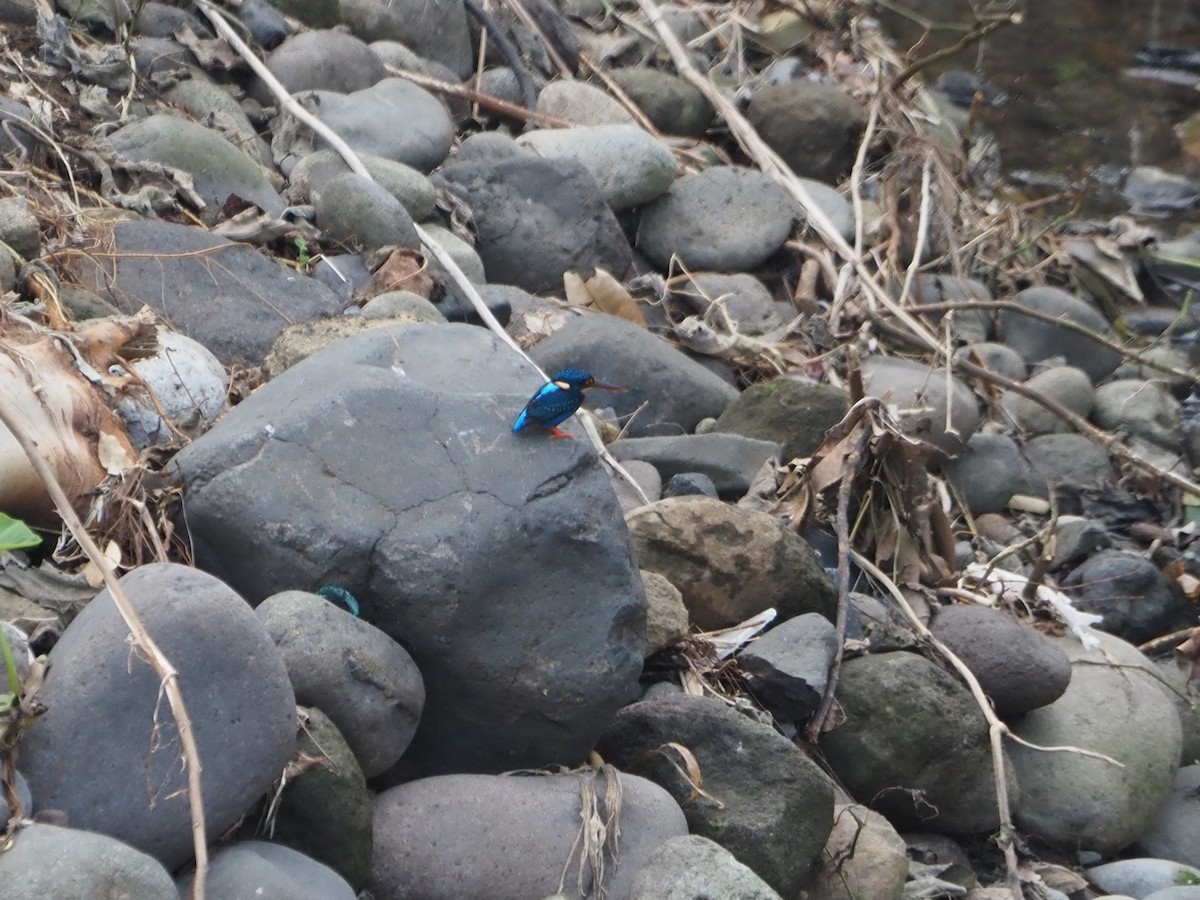 Indigo-banded Kingfisher - ML625783121