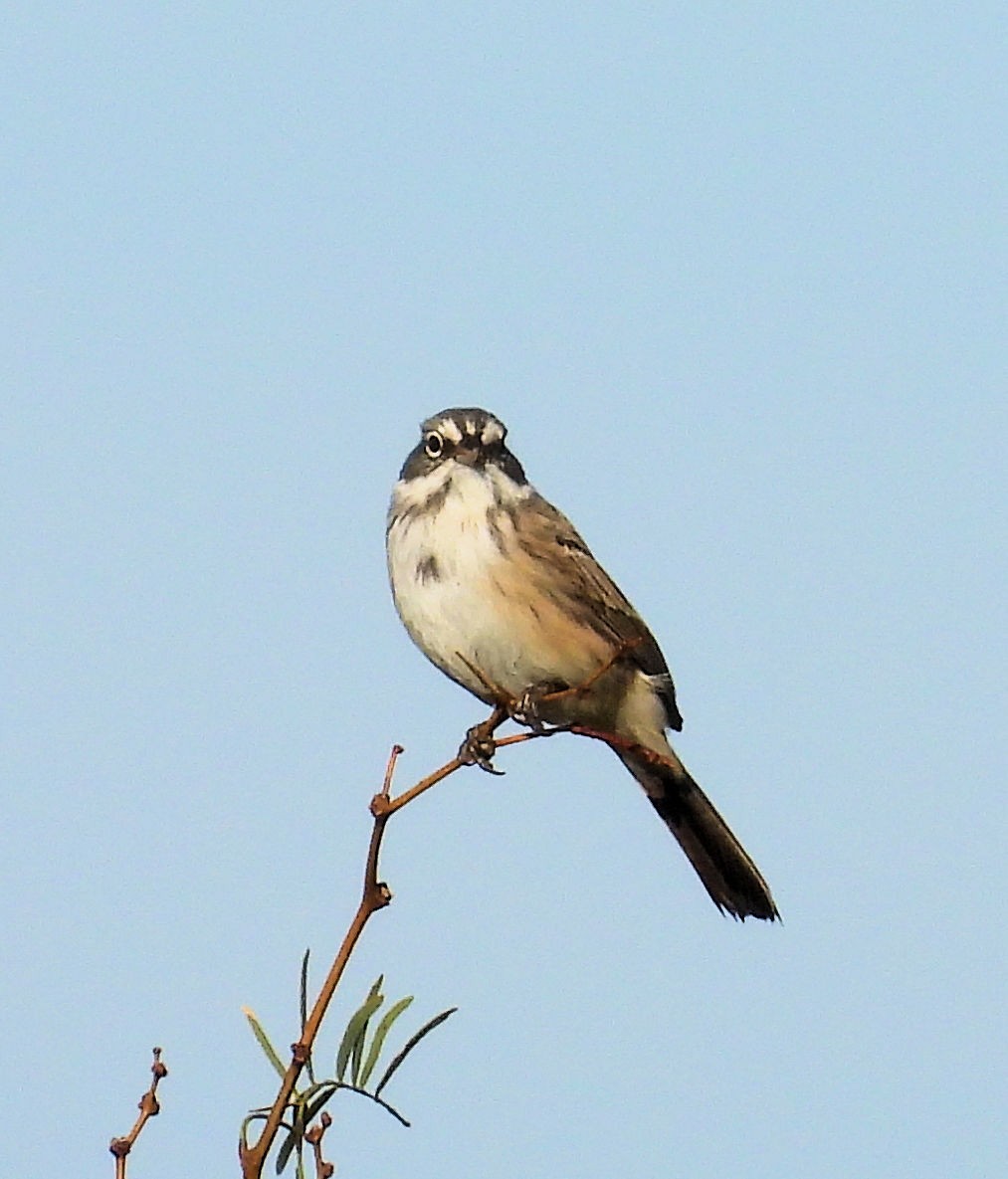 Sagebrush Sparrow - ML625783153