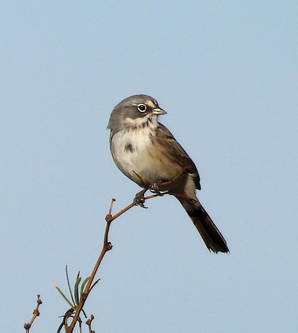 Sagebrush Sparrow - ML625783154