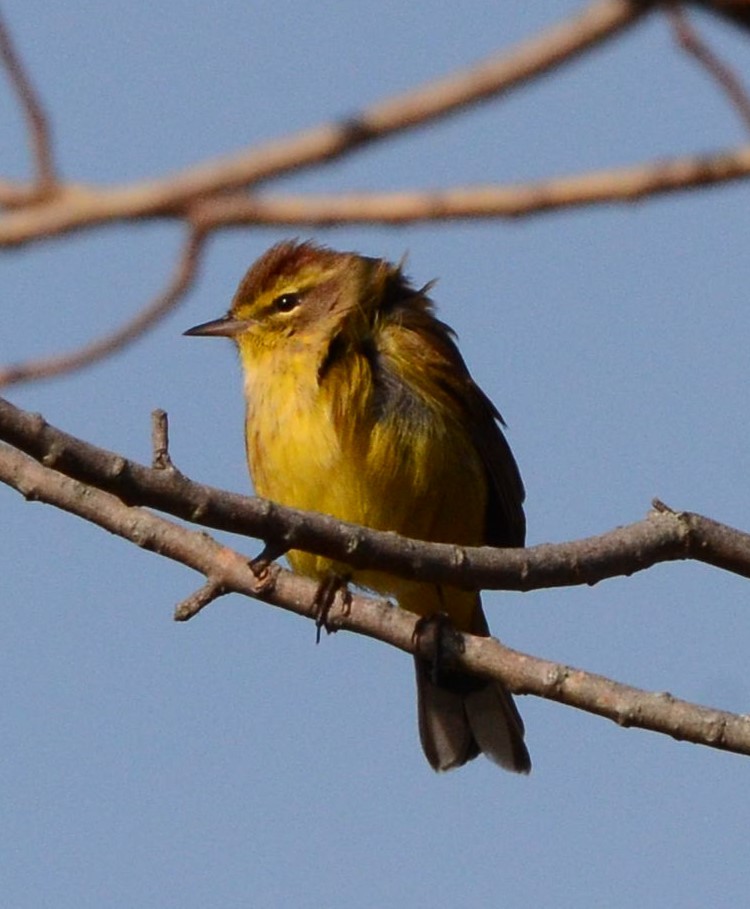 Palm Warbler (Yellow) - ML625783156