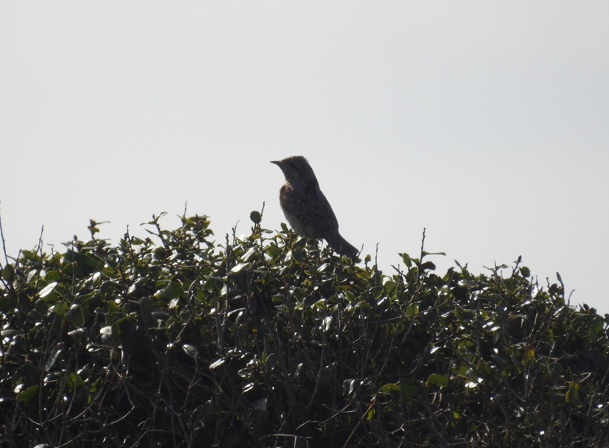 Холтсон гоётуул - ML625783189