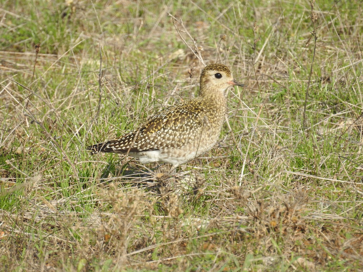 European Golden-Plover - ML625783235