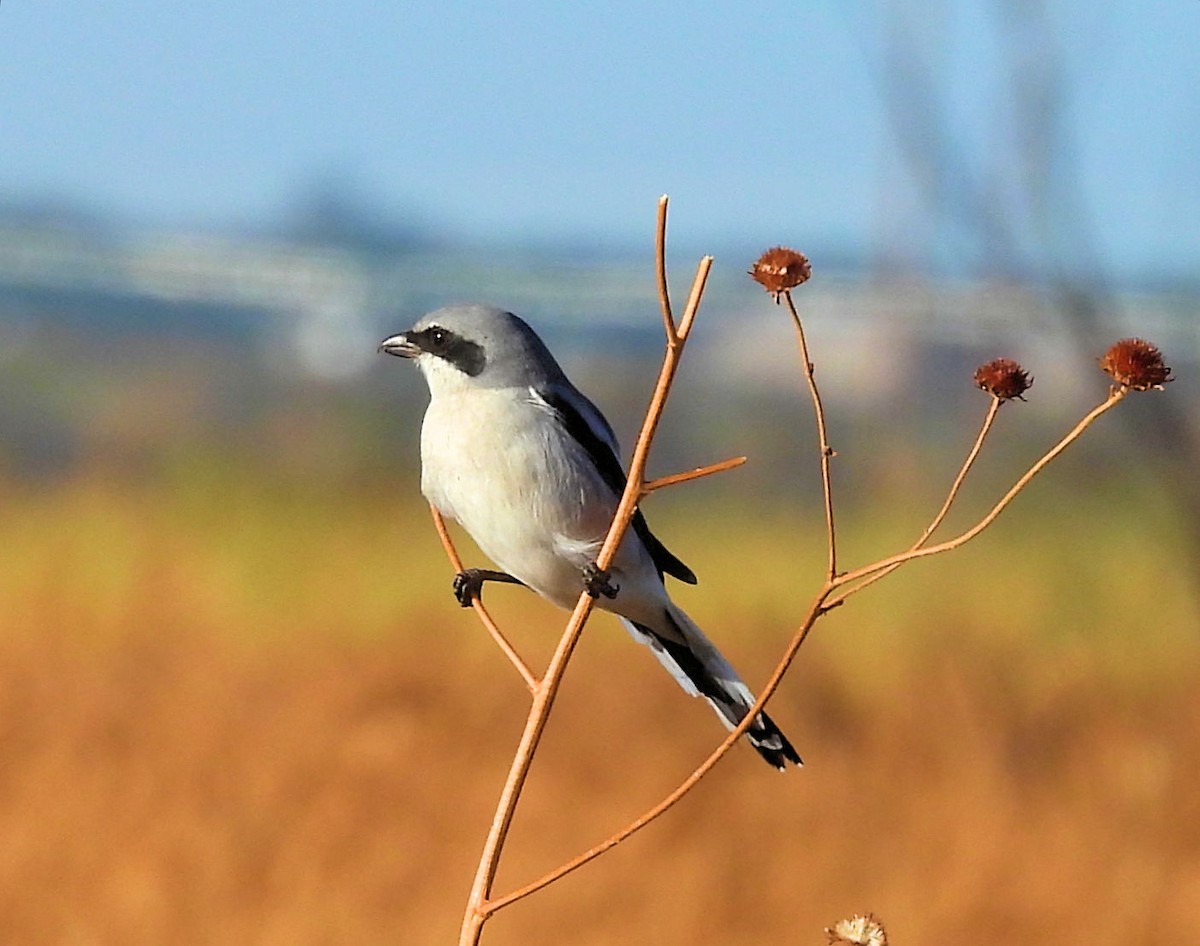 Loggerhead Shrike - ML625783268