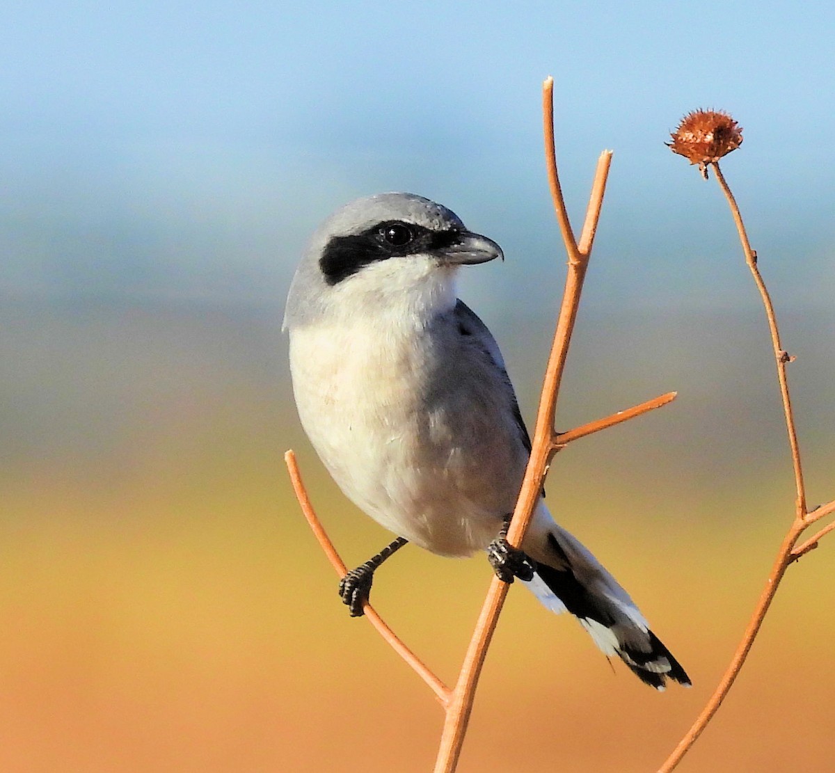 Loggerhead Shrike - ML625783269