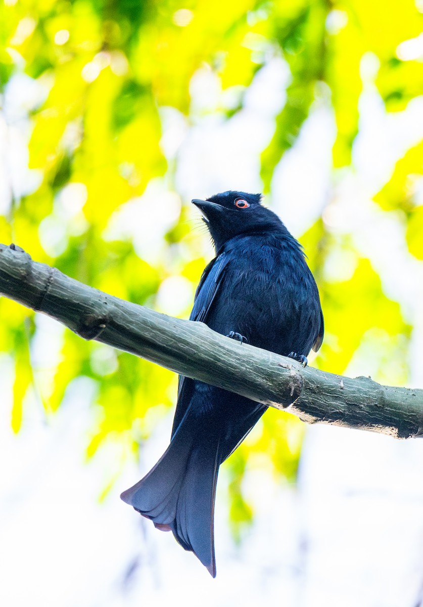 Square-tailed Drongo - ML625783312