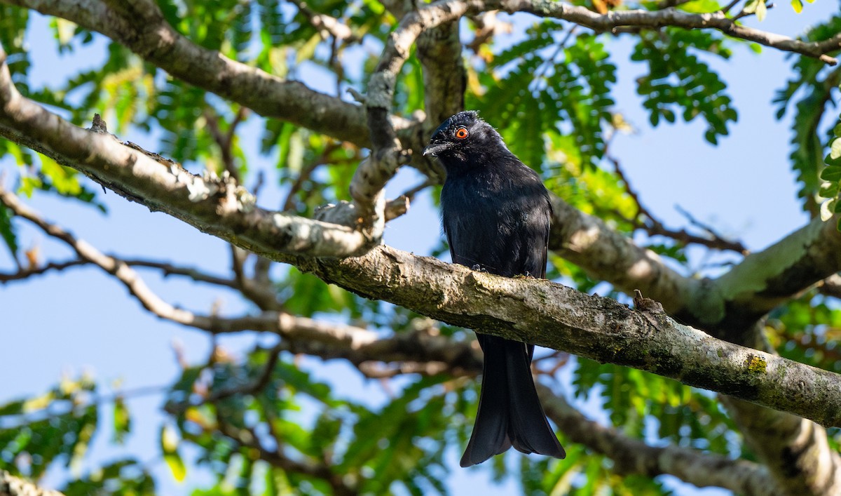 Square-tailed Drongo - ML625783323