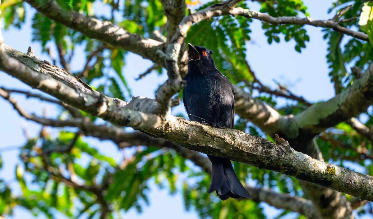 Square-tailed Drongo - ML625783332