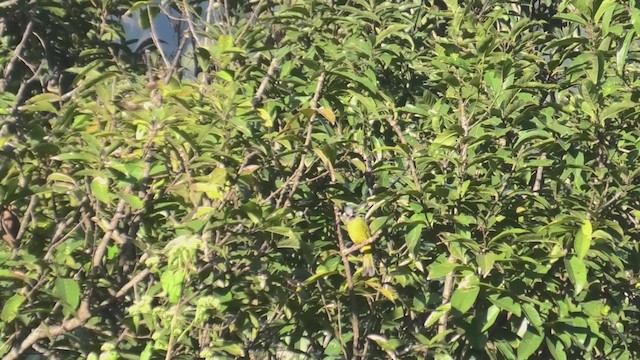 Crested Finchbill - ML625783413