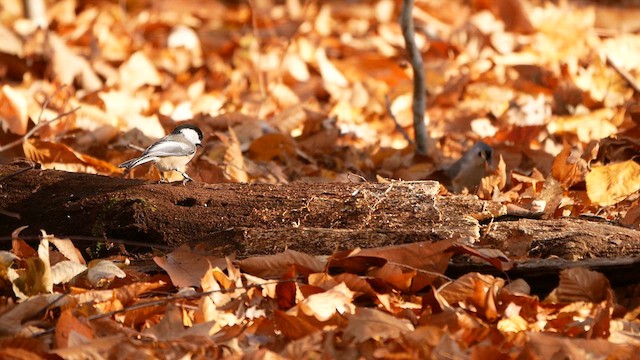 アメリカコガラ - ML625783444