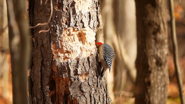 シマセゲラ - ML625783487