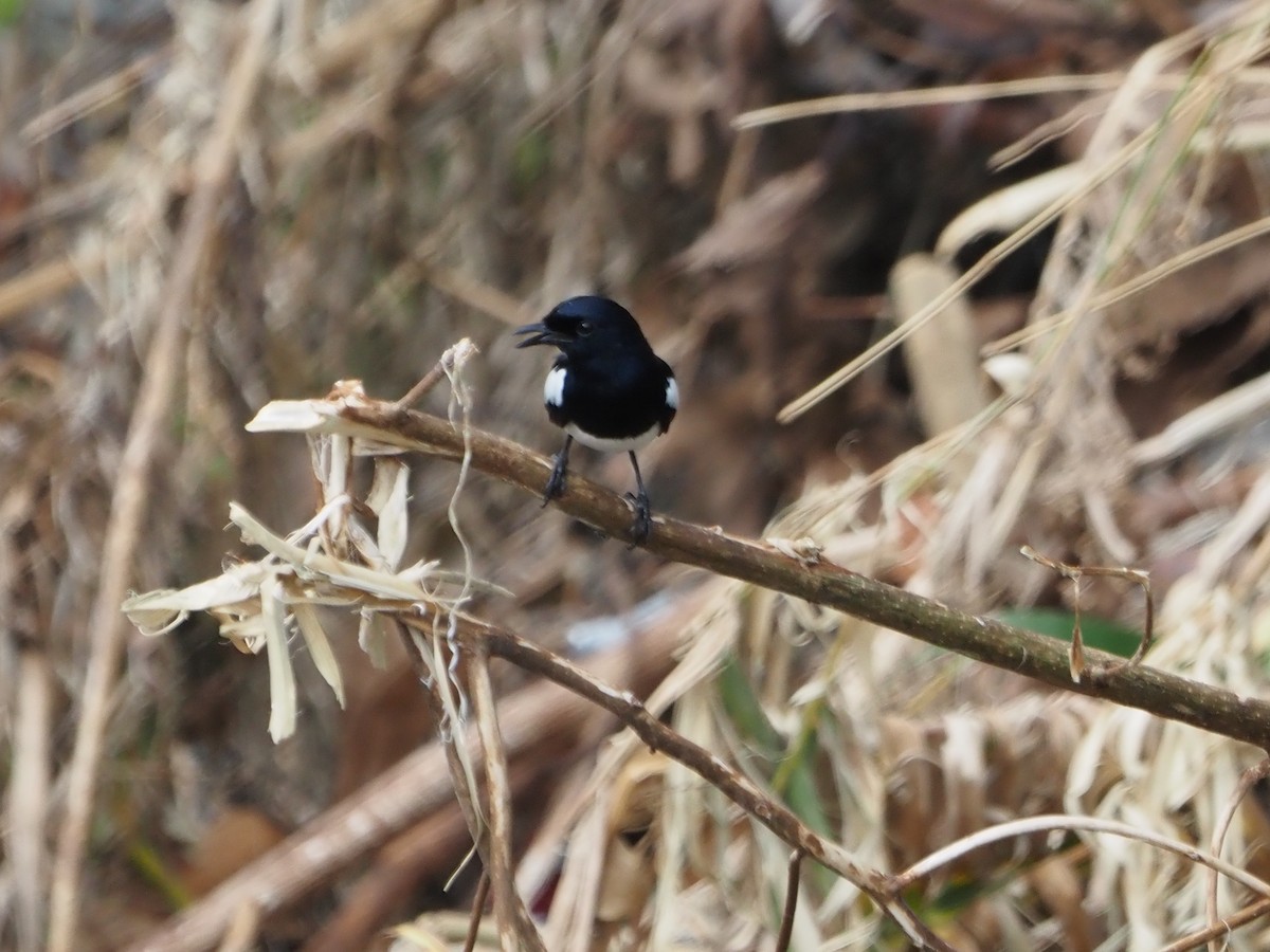 Philippine Magpie-Robin - ML625783606