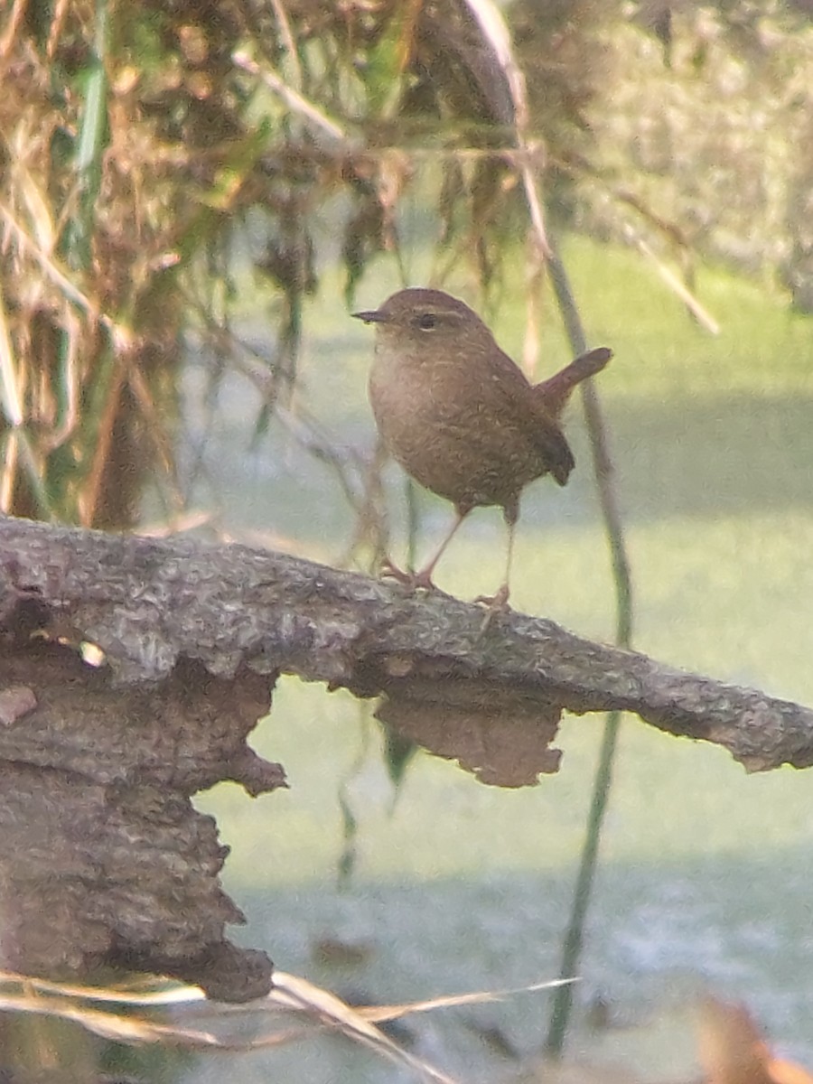 Winter Wren - ML625783700