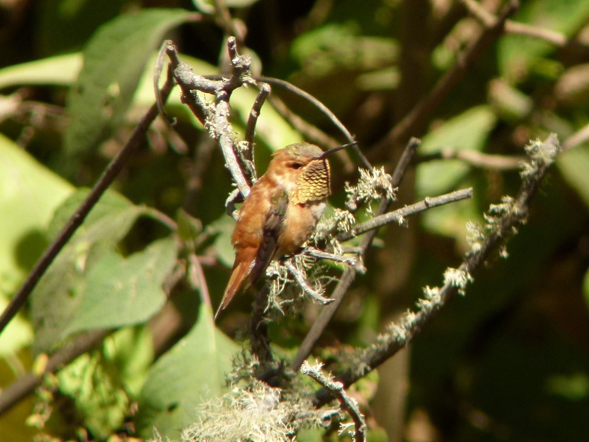Rufous Hummingbird - ML62578391