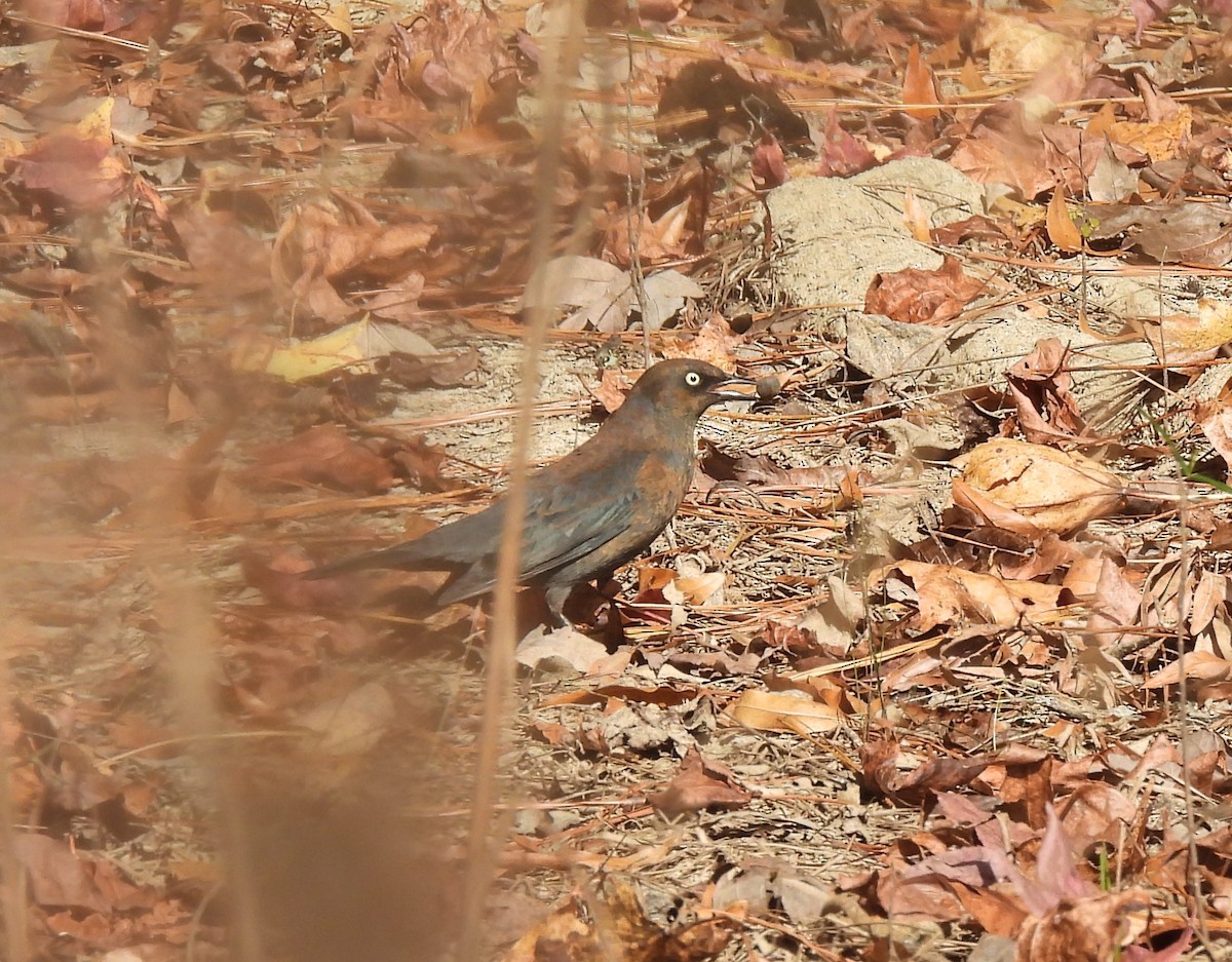 Rusty Blackbird - ML625783926