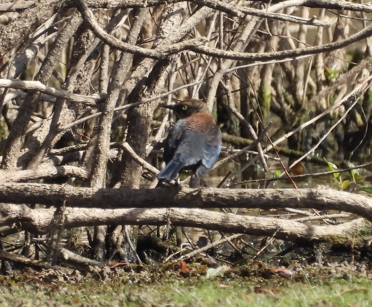 Rusty Blackbird - ML625783927