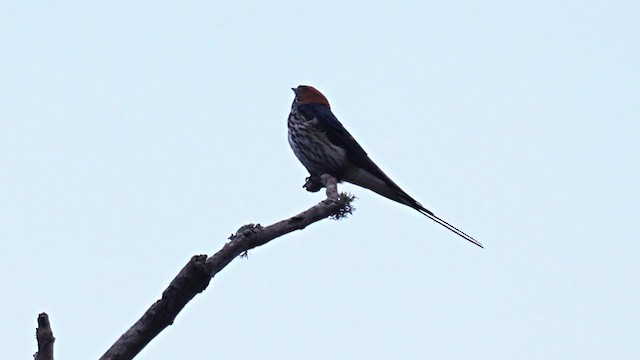 Lesser Striped Swallow - ML625783949