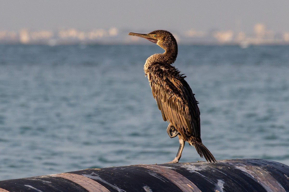 Socotra Cormorant - ML625784000