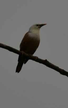 Malabar Starling - ML625784088