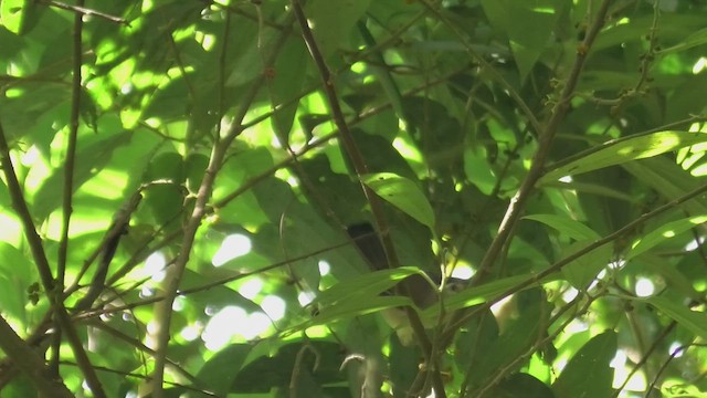 Blue-winged Minla - ML625784387