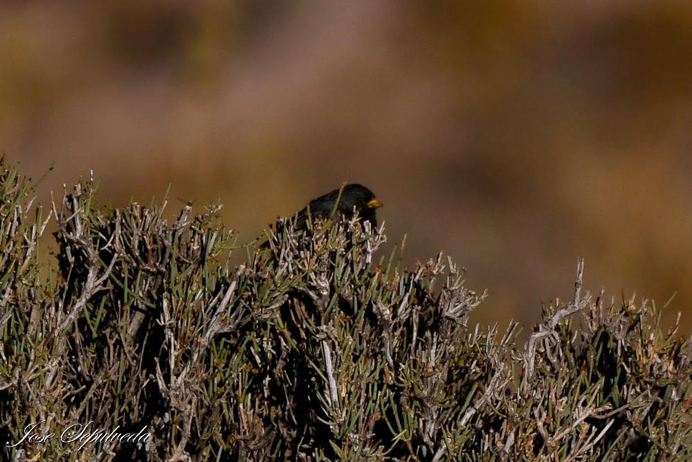 Mourning Sierra Finch - ML625784536