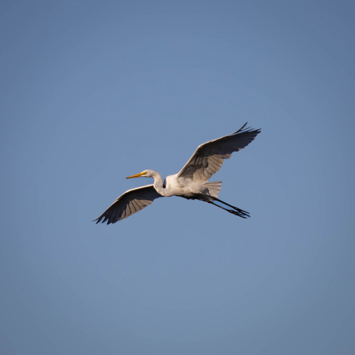 Great Egret - ML625784828