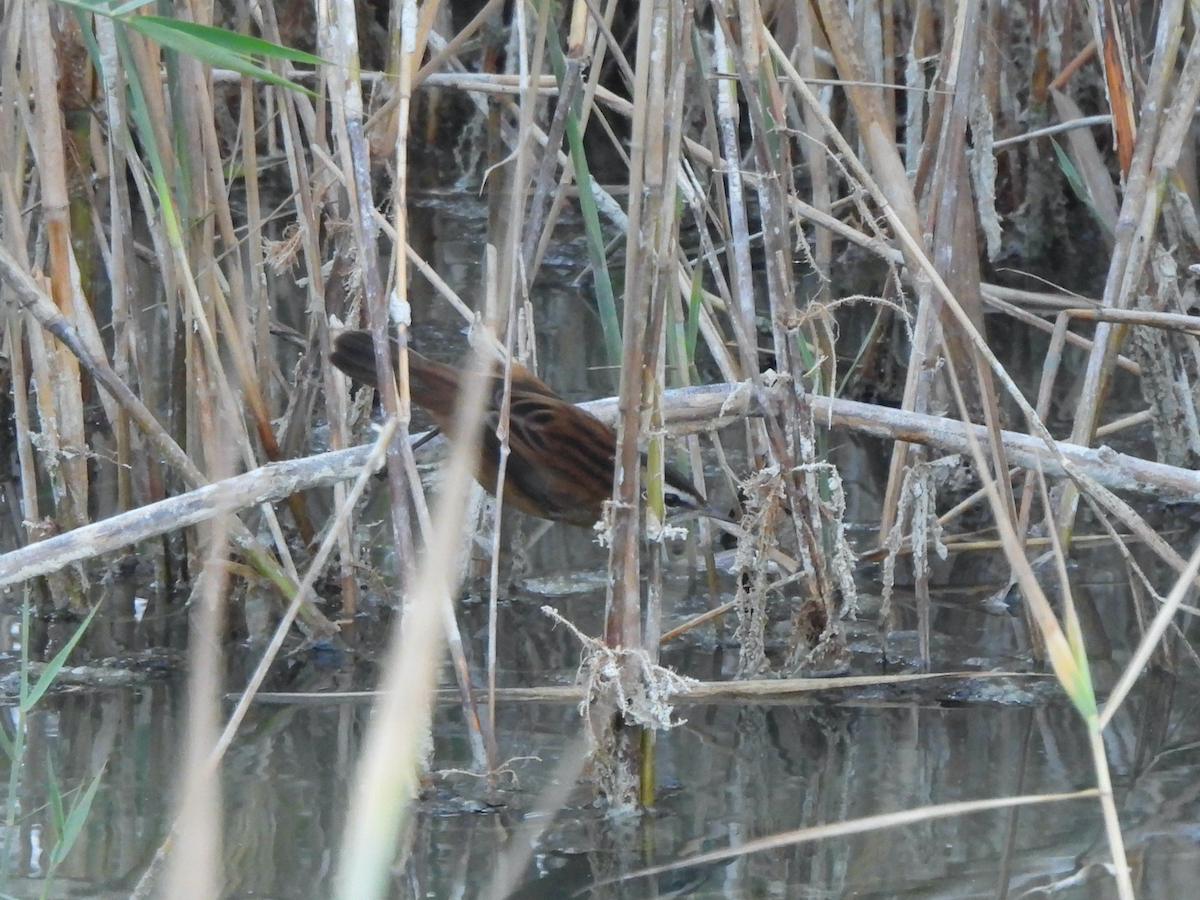 Moustached Warbler - ML625784855