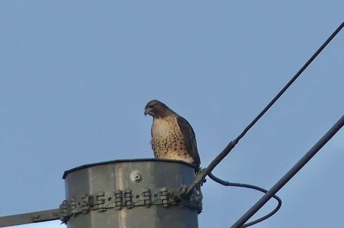 Red-tailed Hawk - ML625784877