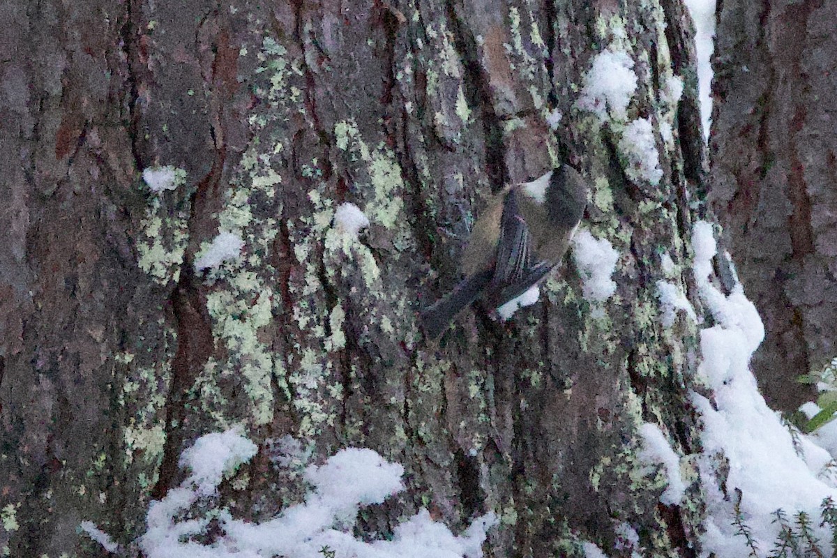 Gray-headed Chickadee - ML625784927