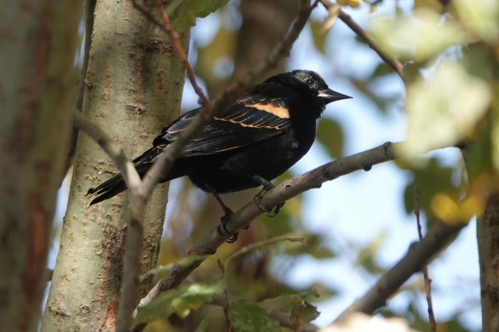 Red-winged Blackbird - ML625785390