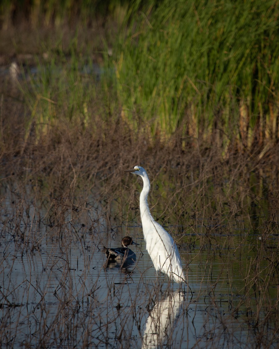 Great Egret - ML625785398