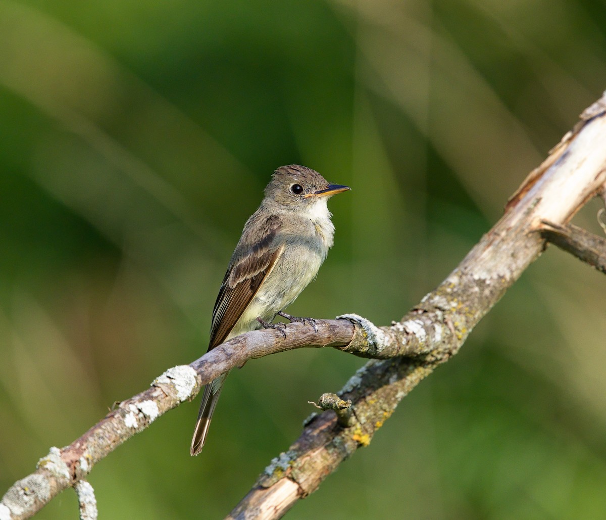 Eastern Wood-Pewee - ML625785514