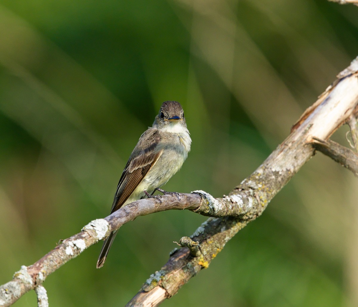 Eastern Wood-Pewee - ML625785515