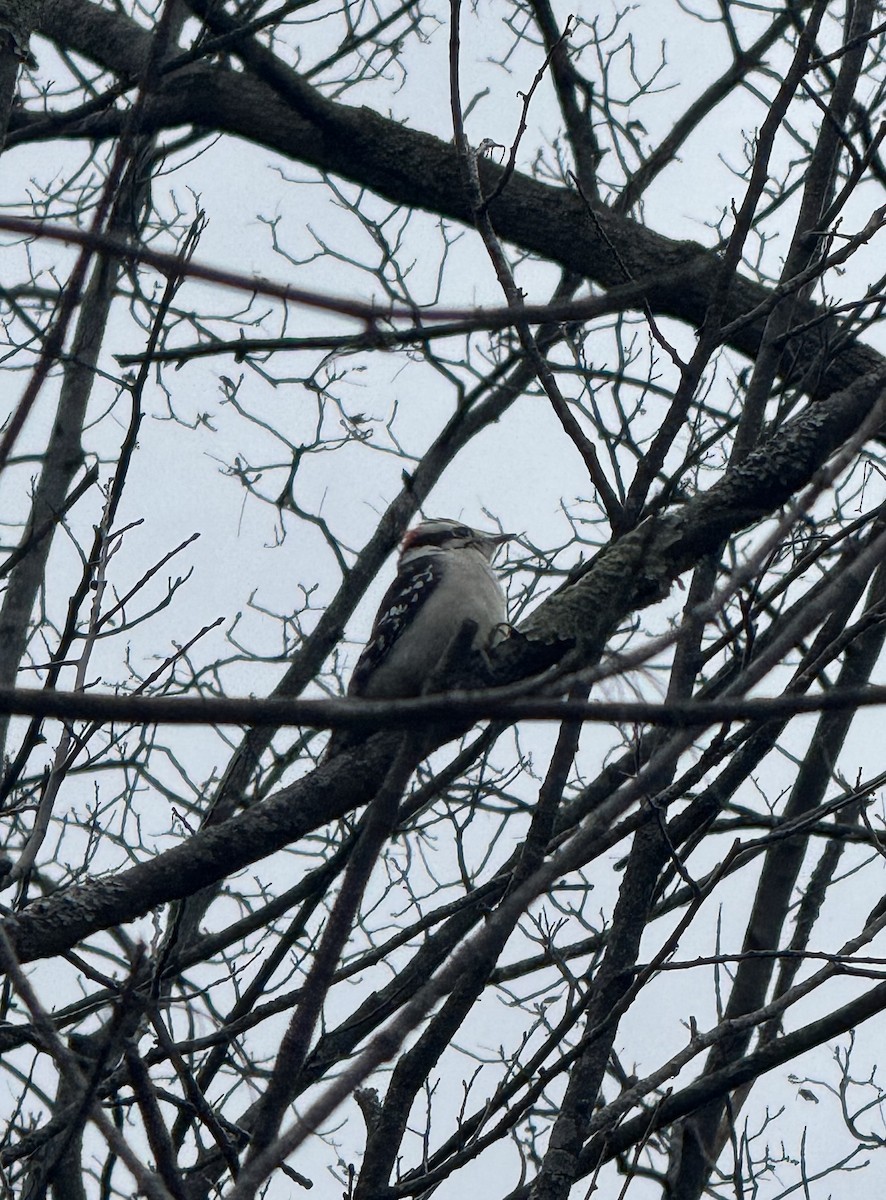 Downy Woodpecker - ML625785914