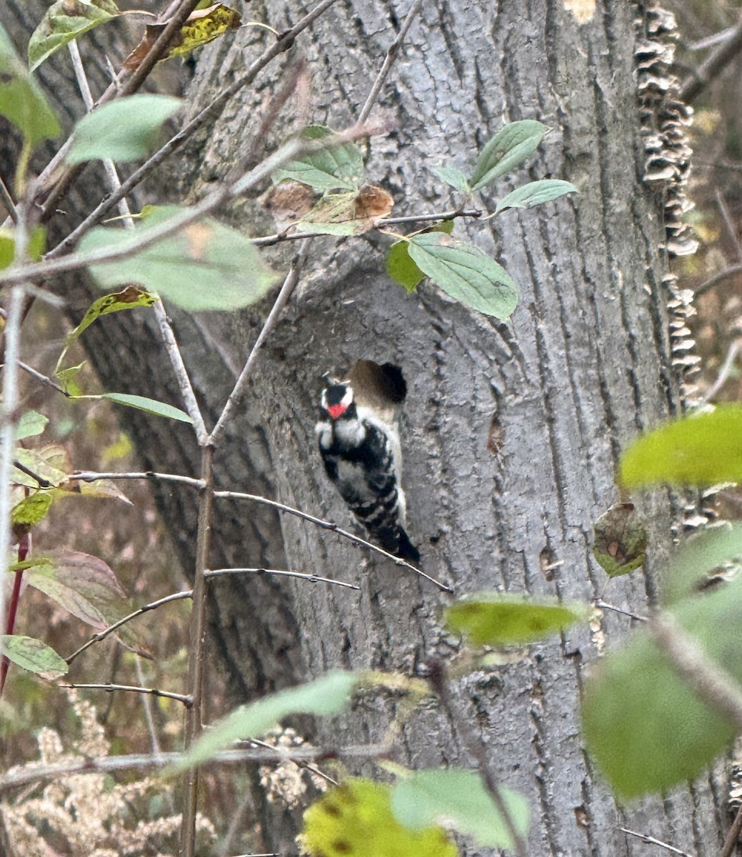 Downy Woodpecker - ML625785915