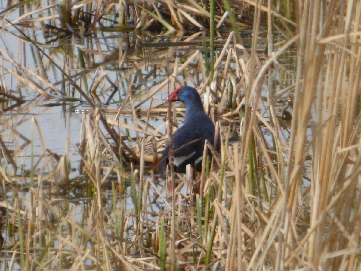 Western Swamphen - ML625785998