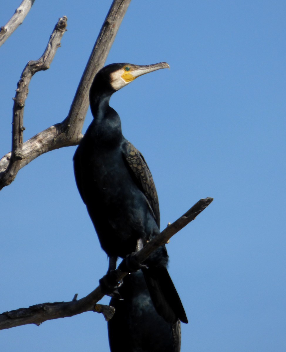 Great Cormorant - ML625786033