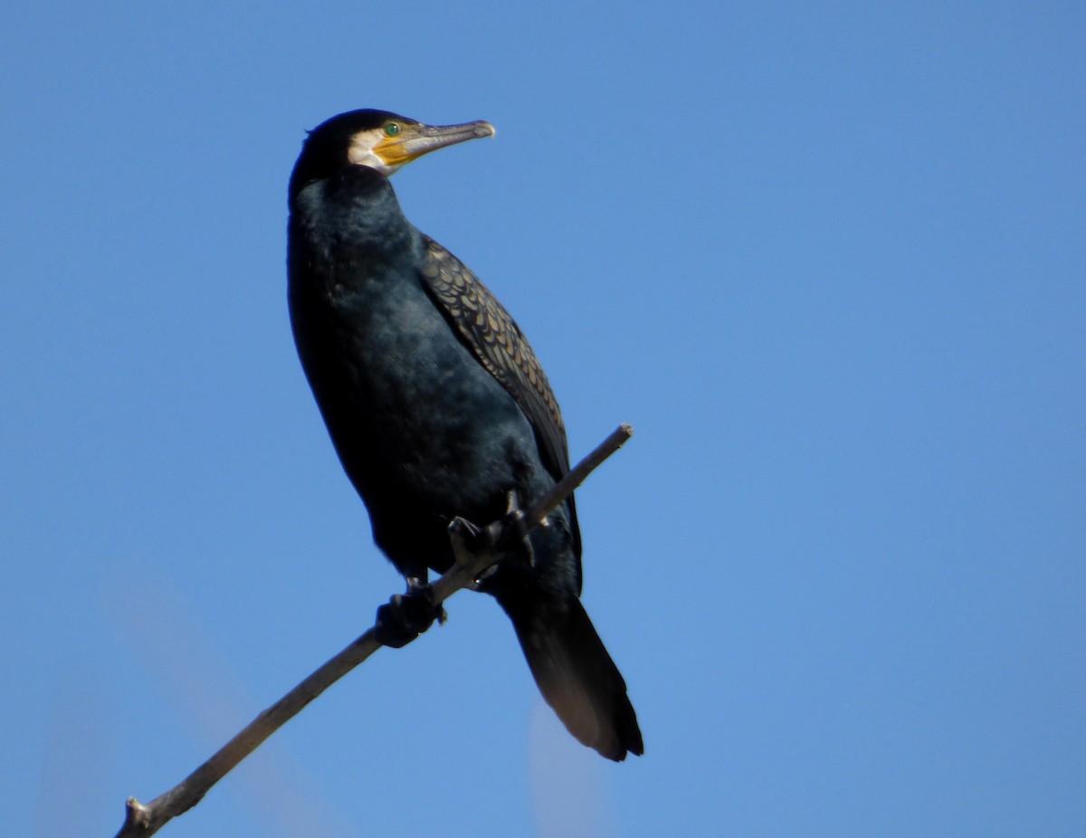 Great Cormorant - ML625786034