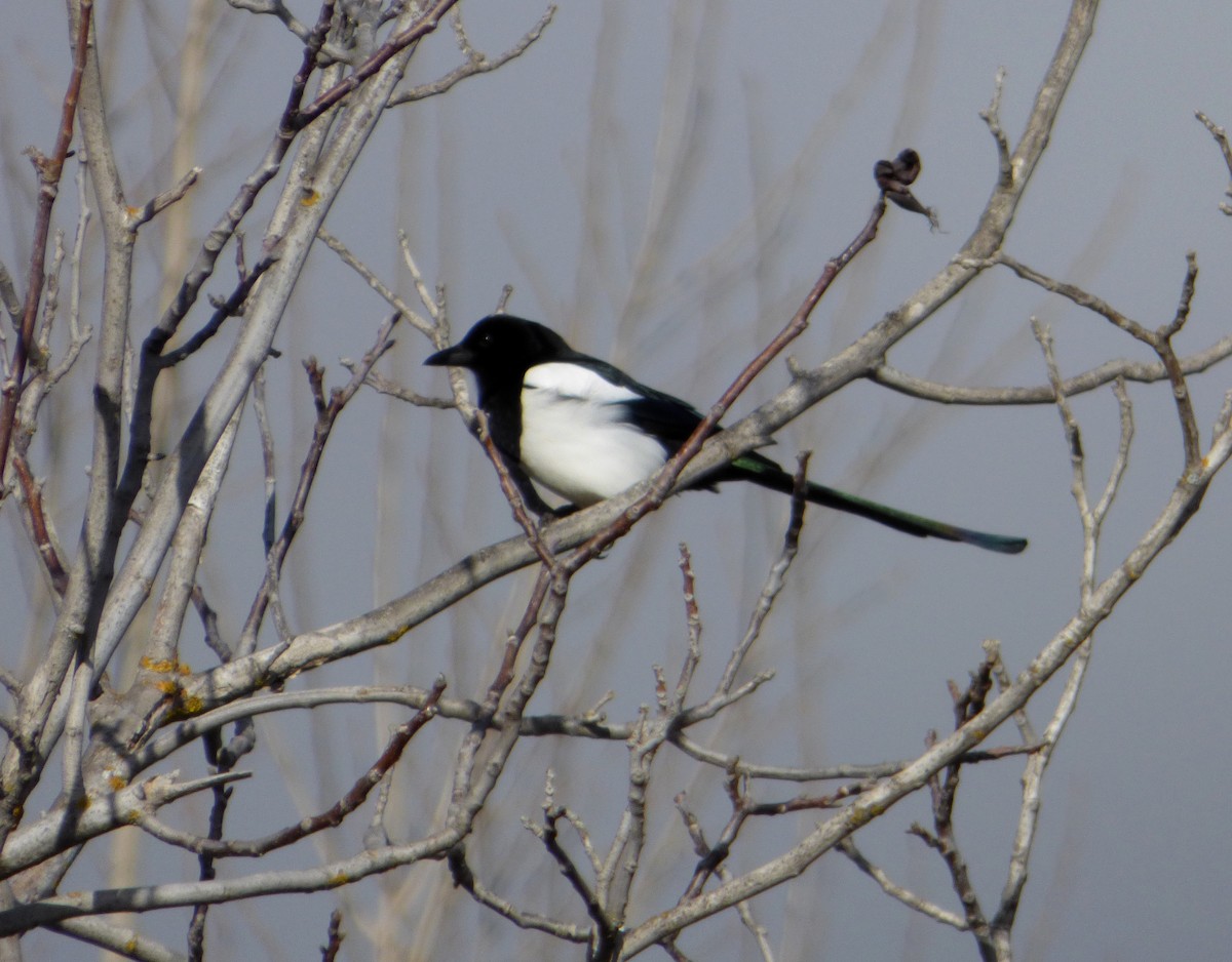 Eurasian Magpie - ML625786063