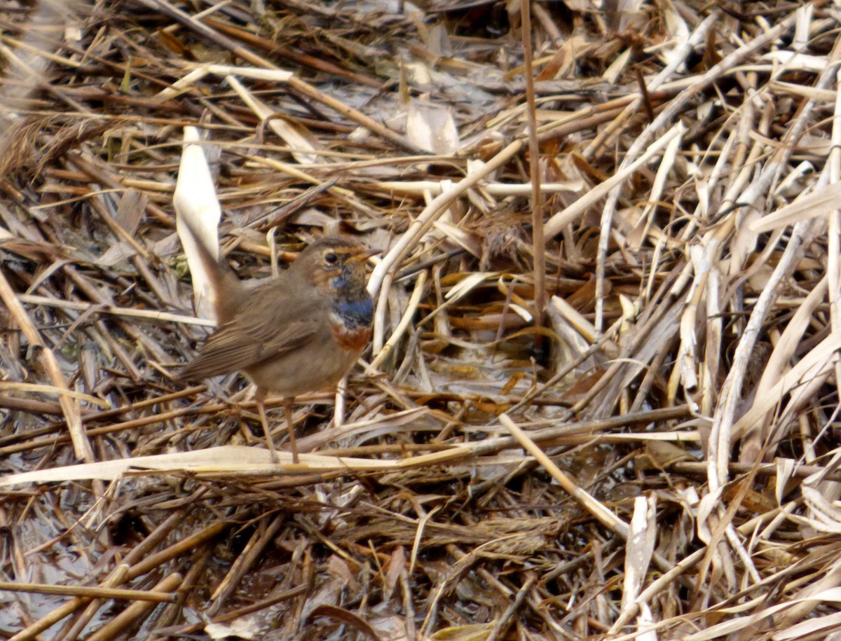 Bluethroat - ML625786079