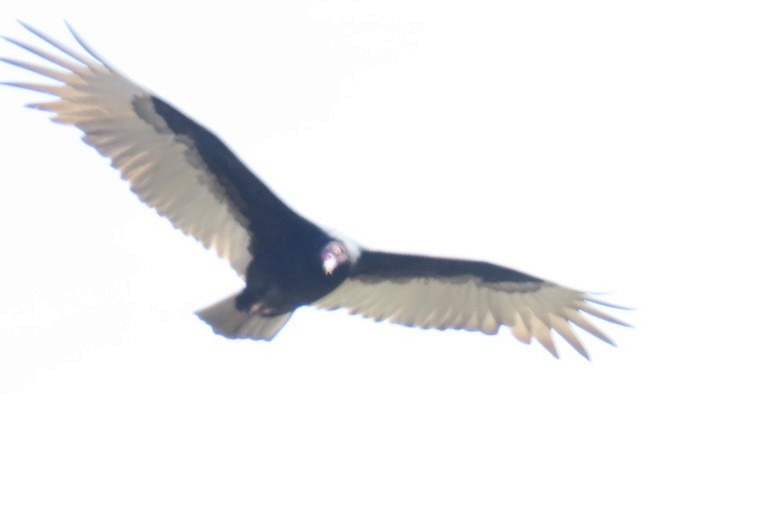 Turkey Vulture - ML625786210